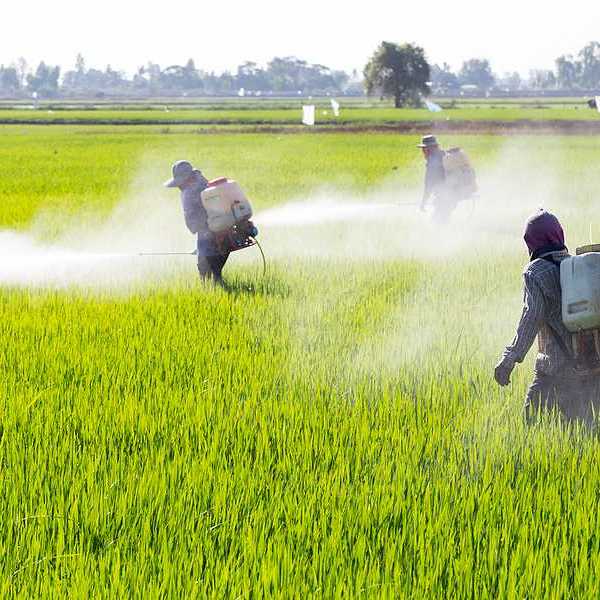 Farmworkers spraying pesticides on a rice field