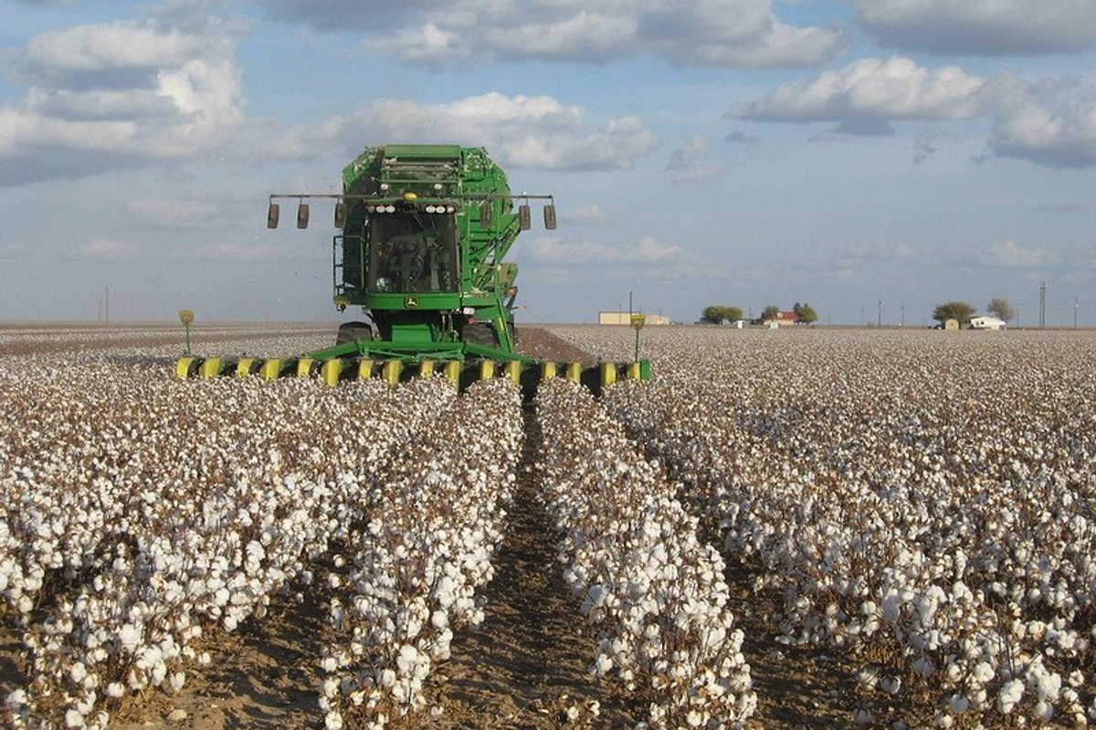 fast fashion unsustainable cotton