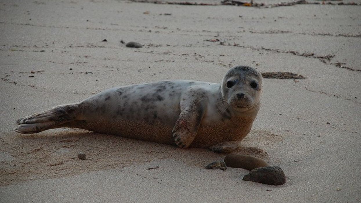 fecal contamination marine pollution