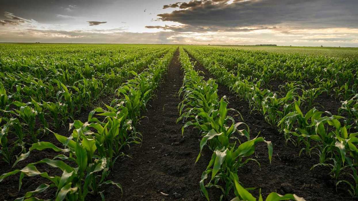 Field of healthy, early-season corn stretching into the horizon — as far as the eye can see