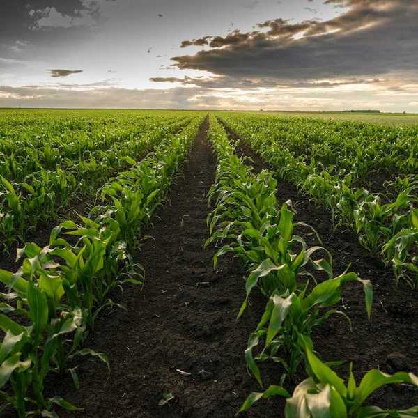 Field of healthy, early-season corn stretching into the horizon — as far as the eye can see