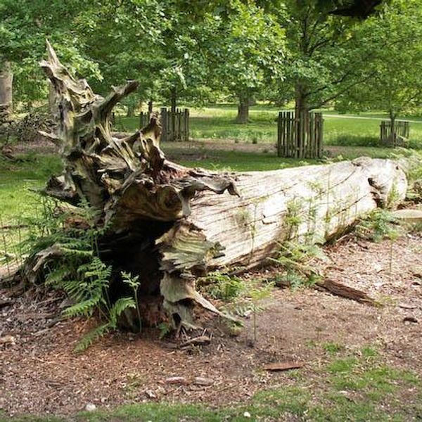 Urban wood: How companies are recycling city trees into valuable lumber