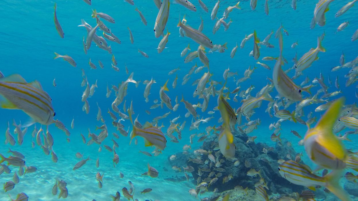 La promesa y los peligros de la minería marina en la Amazonía Azul