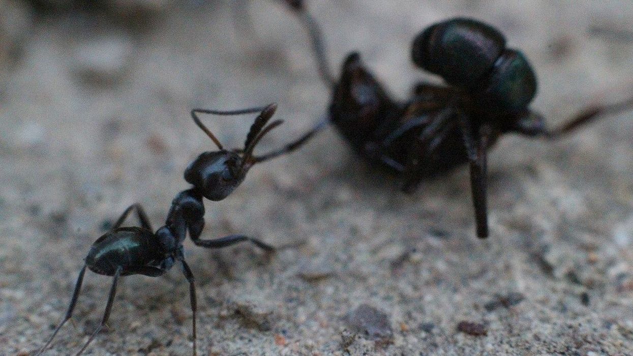 Menos pesticidas químicos y más hormigas: una alternativa agrícola con mucha base científica