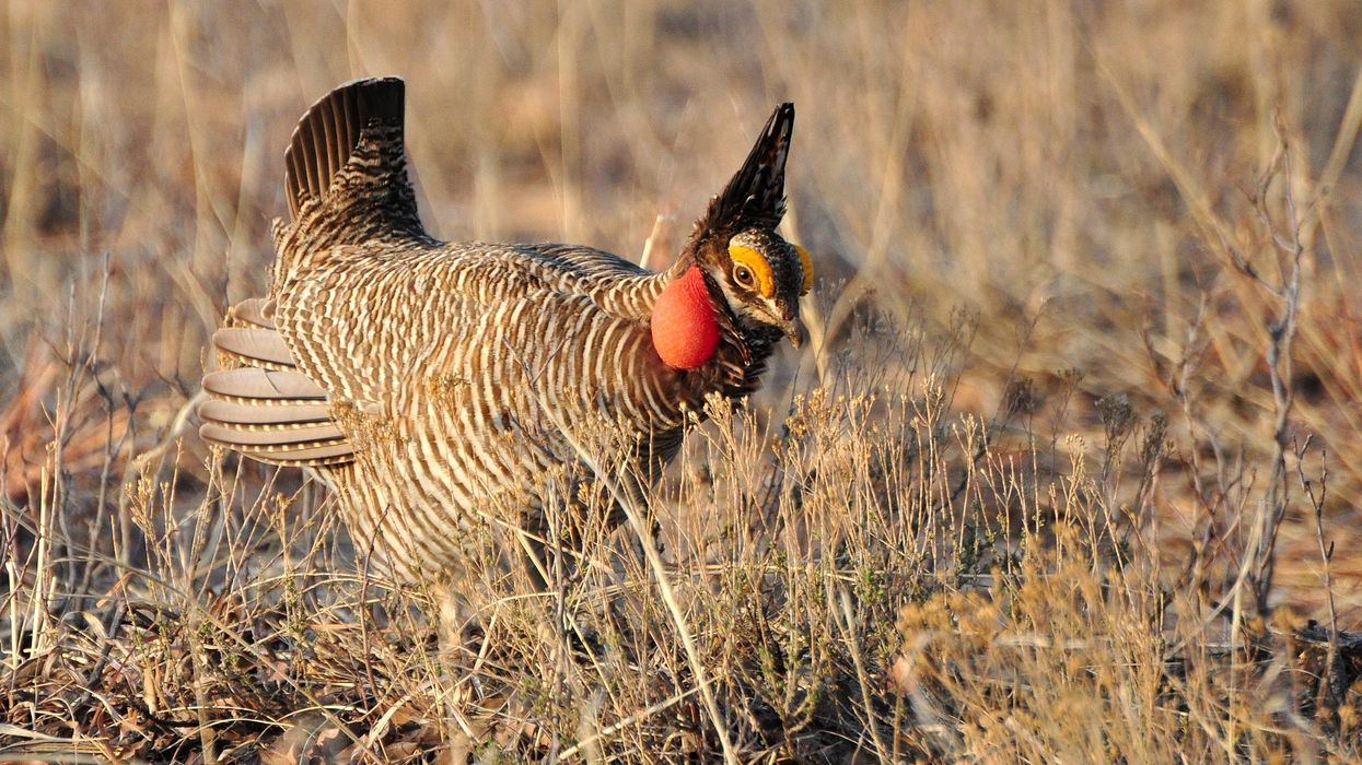 Lesser prairie chickens gain protection under U.S. Endangered Species Act