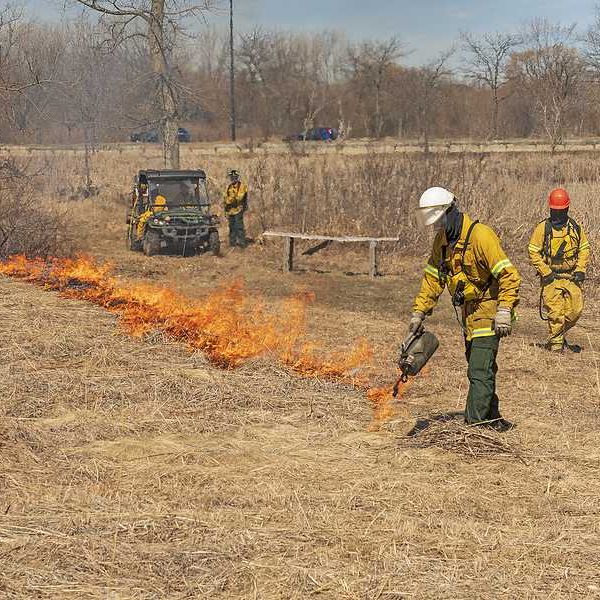 Fire fighters setting a prescribed burn in a field