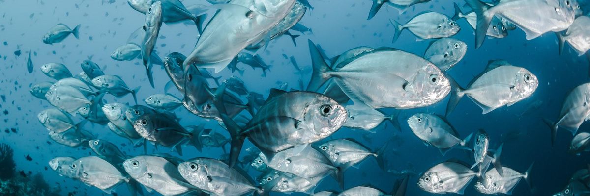 fish endocrine disruption