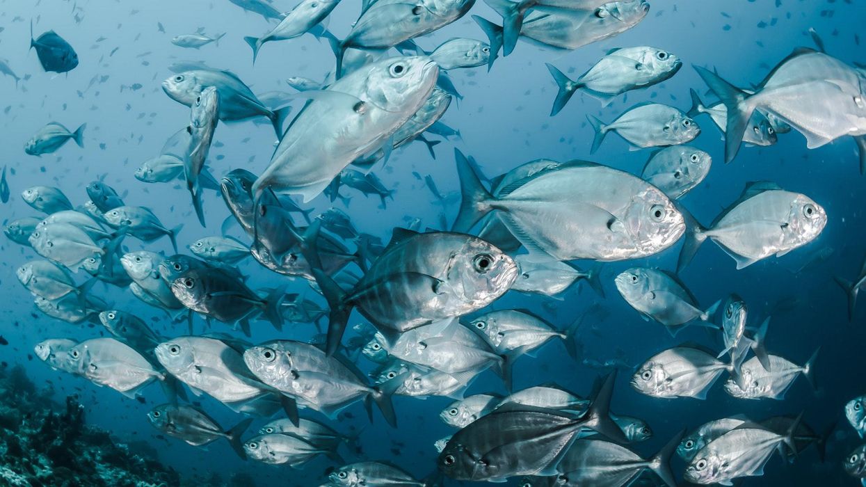 fish endocrine disruption