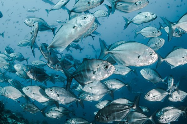 fish endocrine disruption