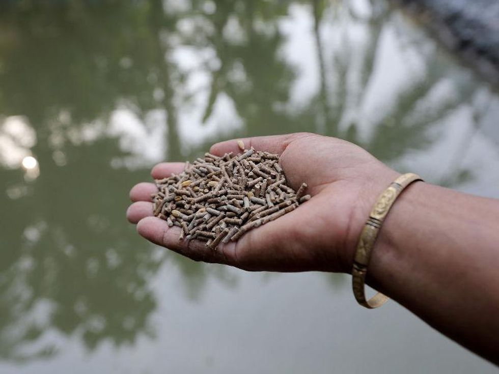 Fish feed by hand