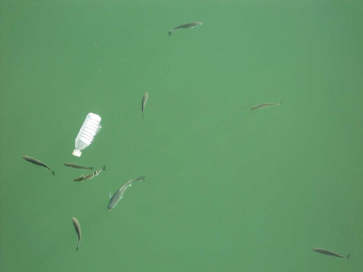 Fish swim close to a floating plastic water bottle.