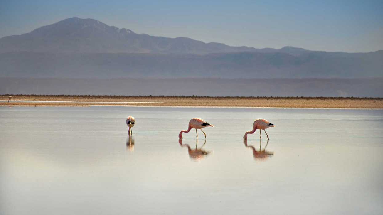 Flamingos feeding in a desert lake.