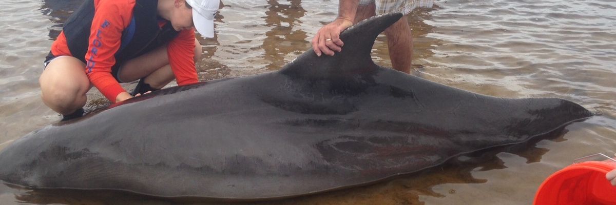 florida dolphin ocean pollution