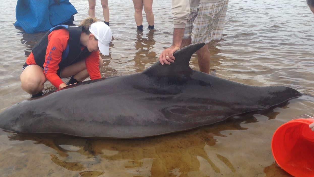 florida dolphin ocean pollution