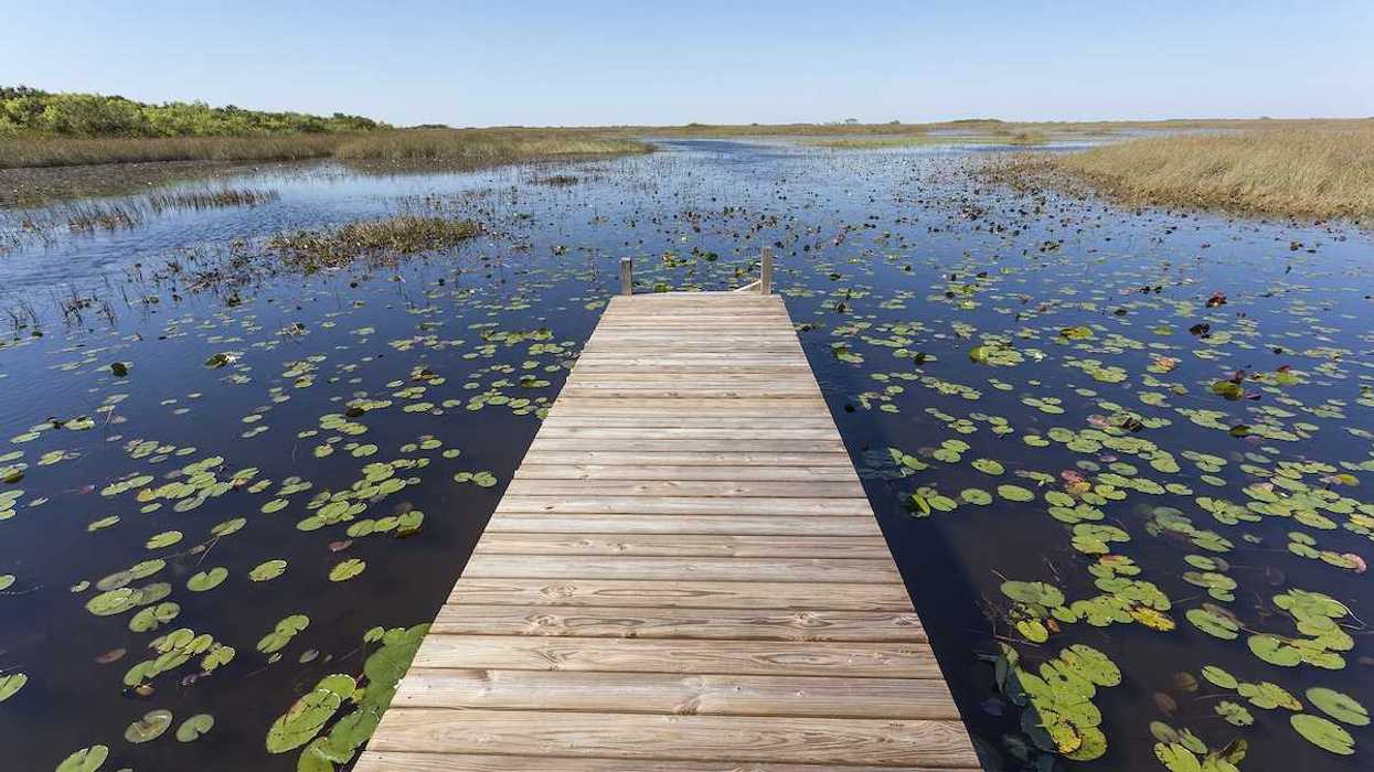 Florida Everglades - wooden dock stretching into the wetlands