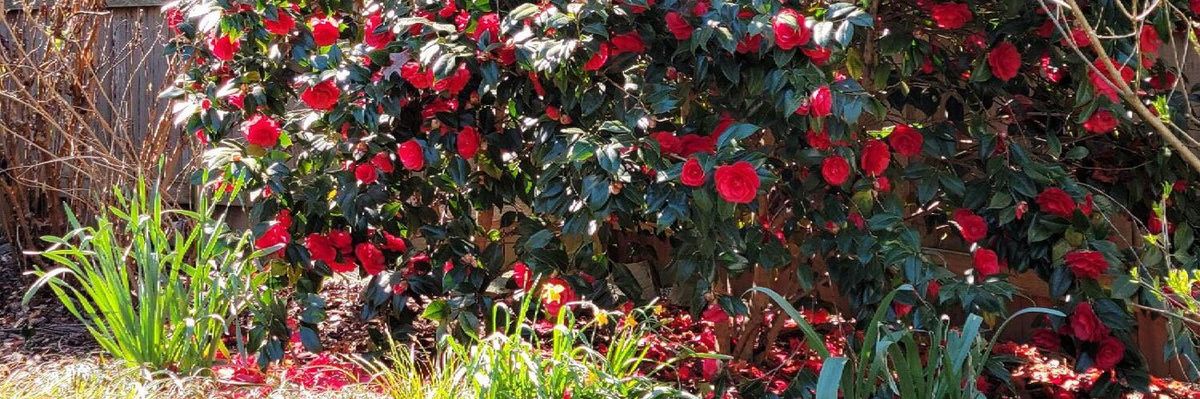 Flowering Quince Spring