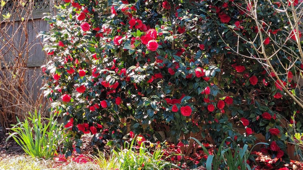Flowering Quince Spring