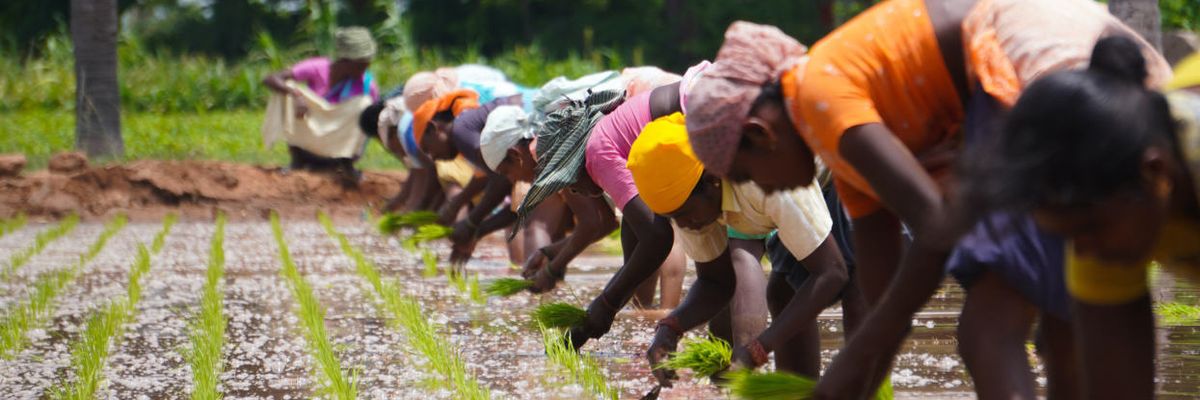 Food security climate change