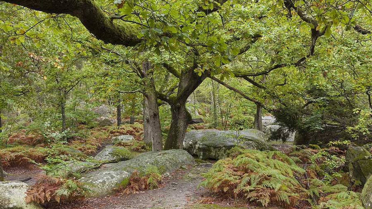 Forest of Fontainbleau in France with green trees and ferns