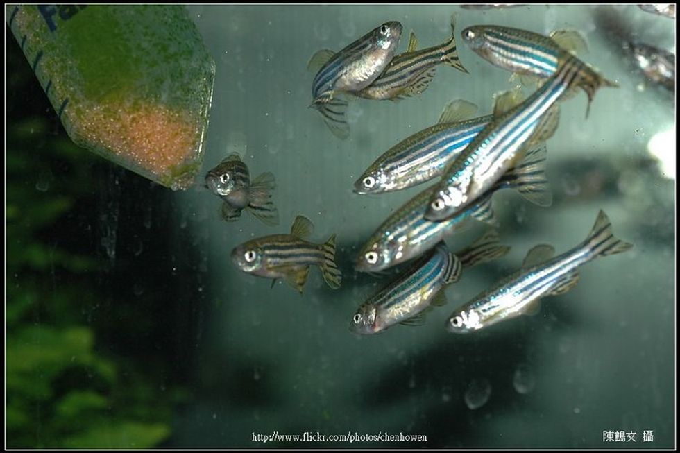 Frogs feminized, but atrazine's effects on people uncertain.