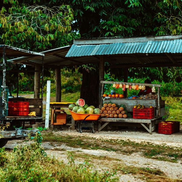 Fruits being sold at a roadside stand in a lush tropical environment.