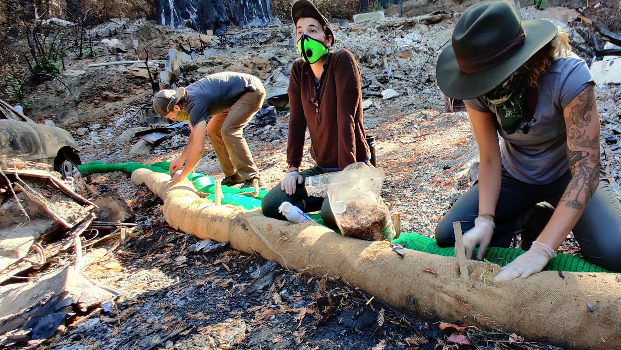 fungi contamination cleanup