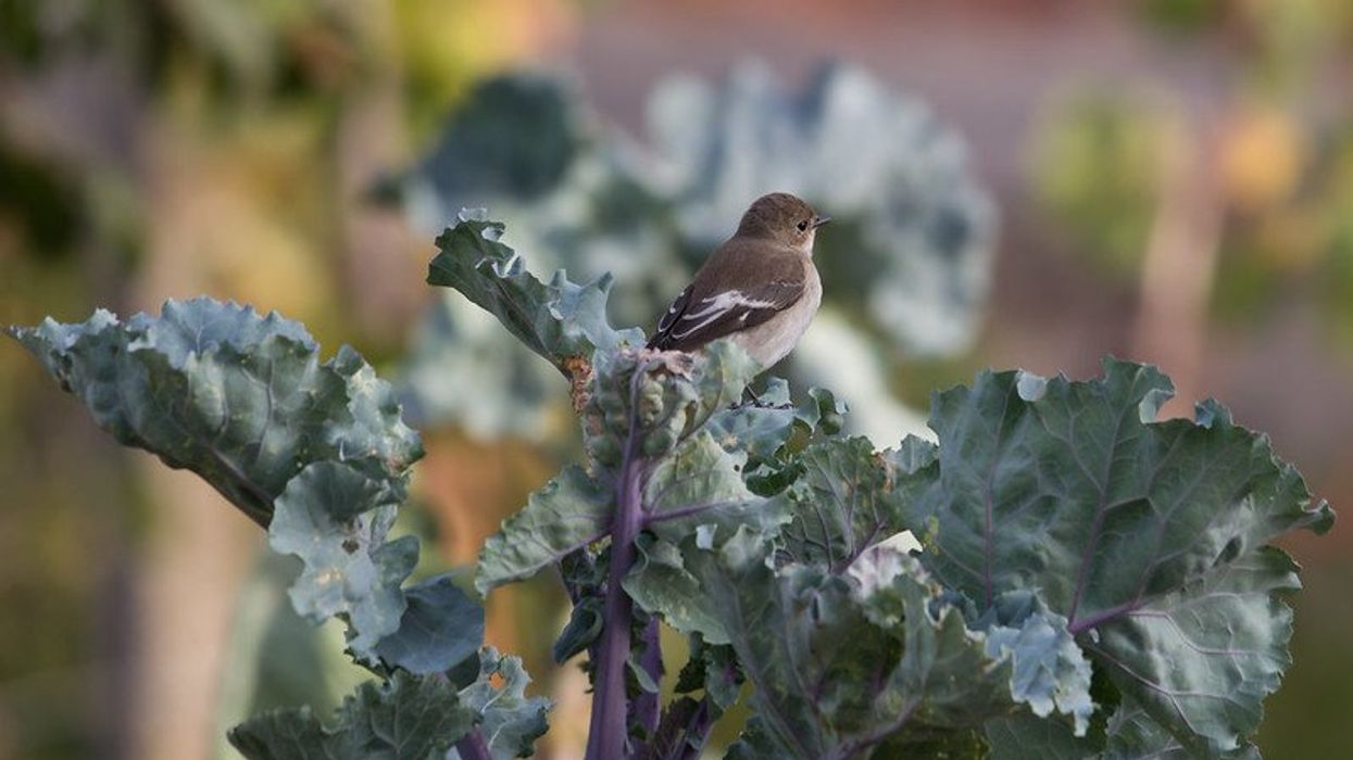 gardens biodiversity climate resilience