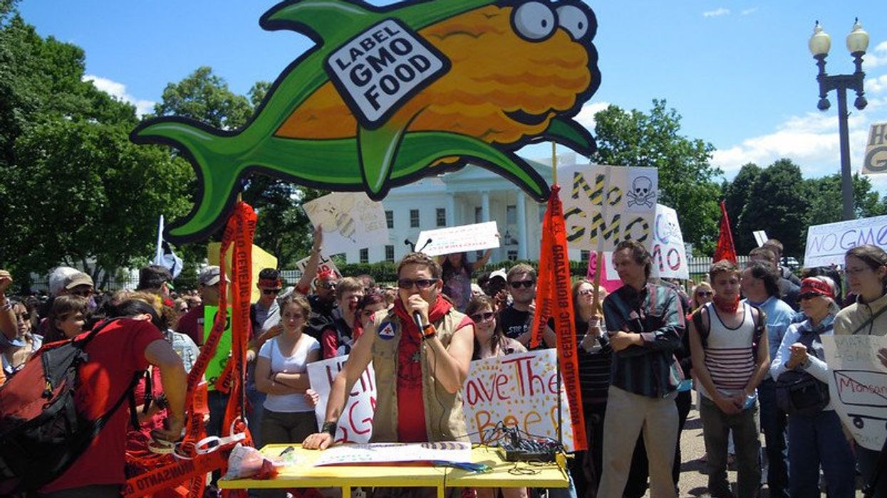 genetically modified corn and glyphosate