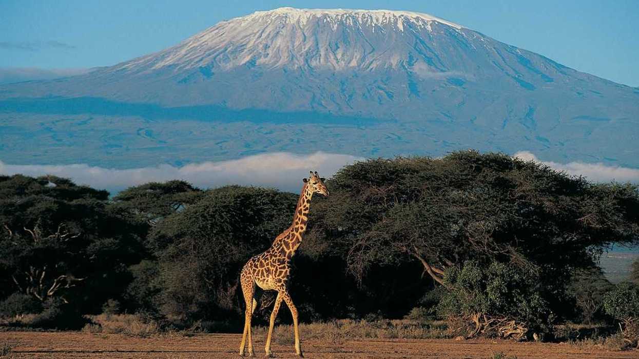 Giraffe juxtaposed with Mount Kilimanjaro in the background