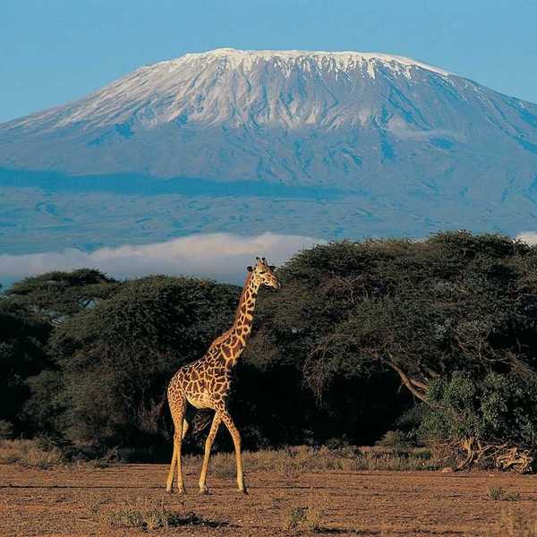 Giraffe juxtaposed with Mount Kilimanjaro in the background