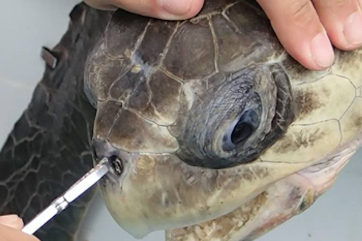 global ocean plastic pollution