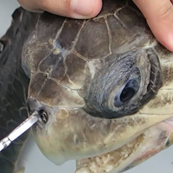 global ocean plastic pollution