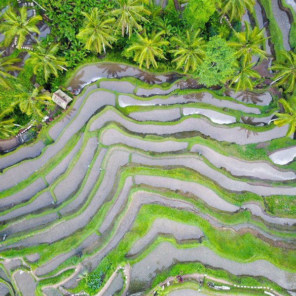 global rice farming climate impacts