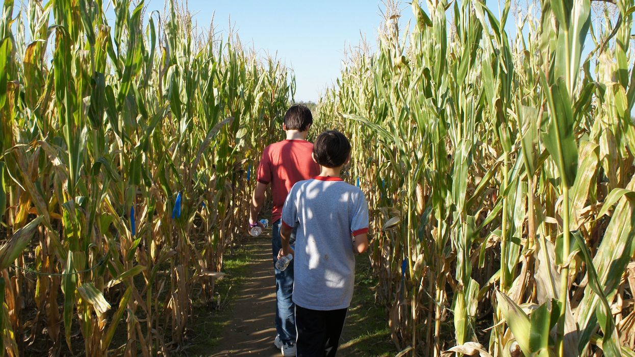 glyphosate children health