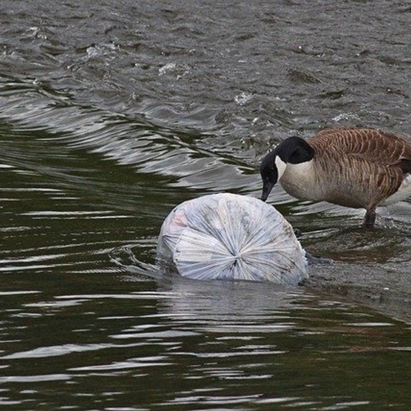 Goose pecking at a plastic bag of trash