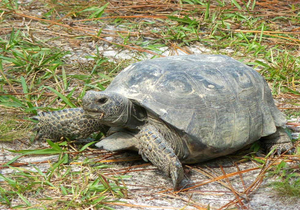 Gopher Tortoise