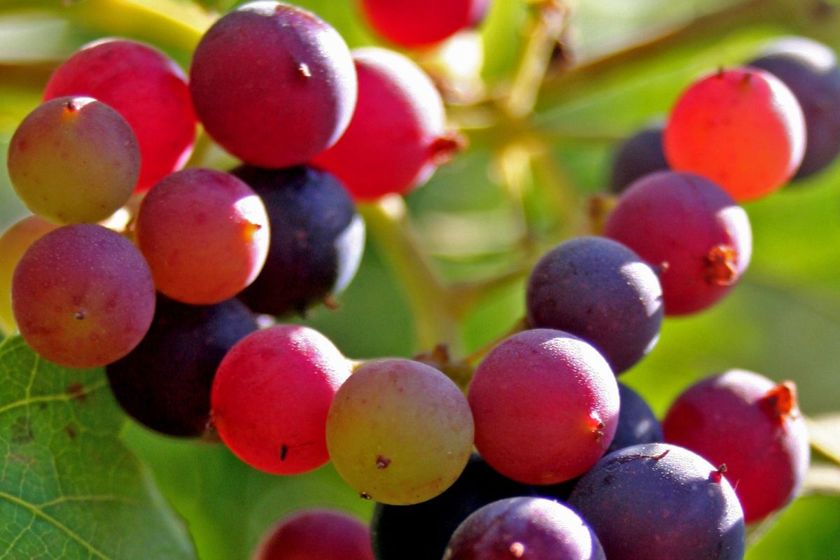 Grapes on a vine