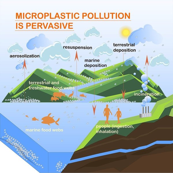 graphic showing microplastics' impact on human health