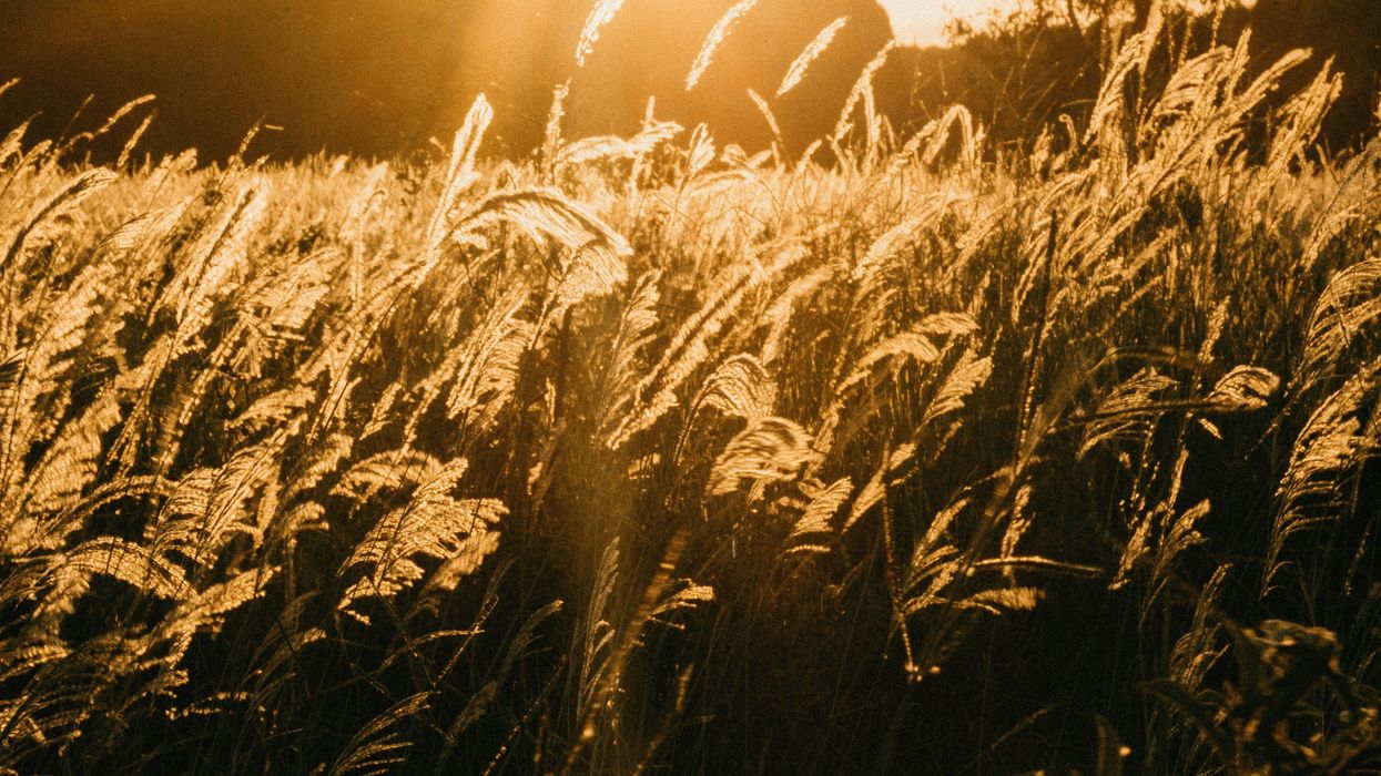 Campesinos colombianos recuperan la siembra tradicional del arroz y el trigo con energías alternativas