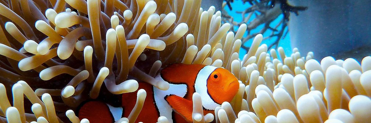 Great Barrier reef