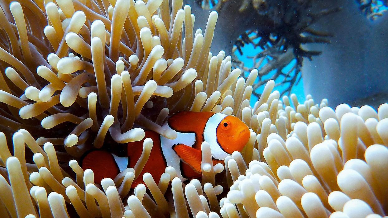 Great Barrier reef