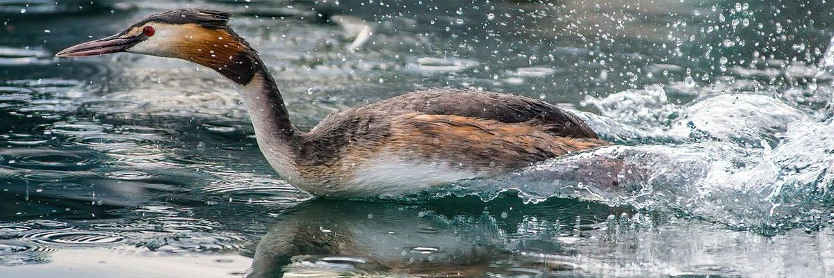 Great Crested Grebe waterway wetlands