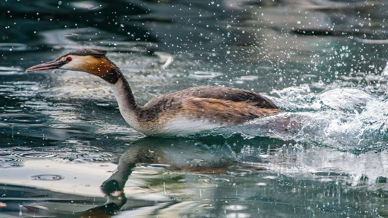 Great Crested Grebe waterway wetlands