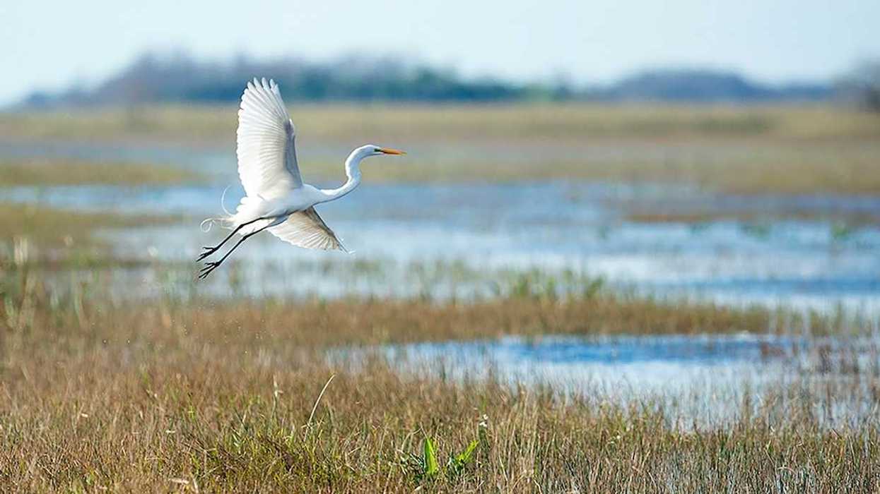 Great white egret in flight over a wetland