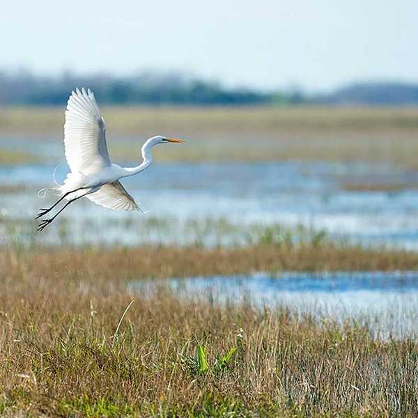 Great white egret in flight over a wetland