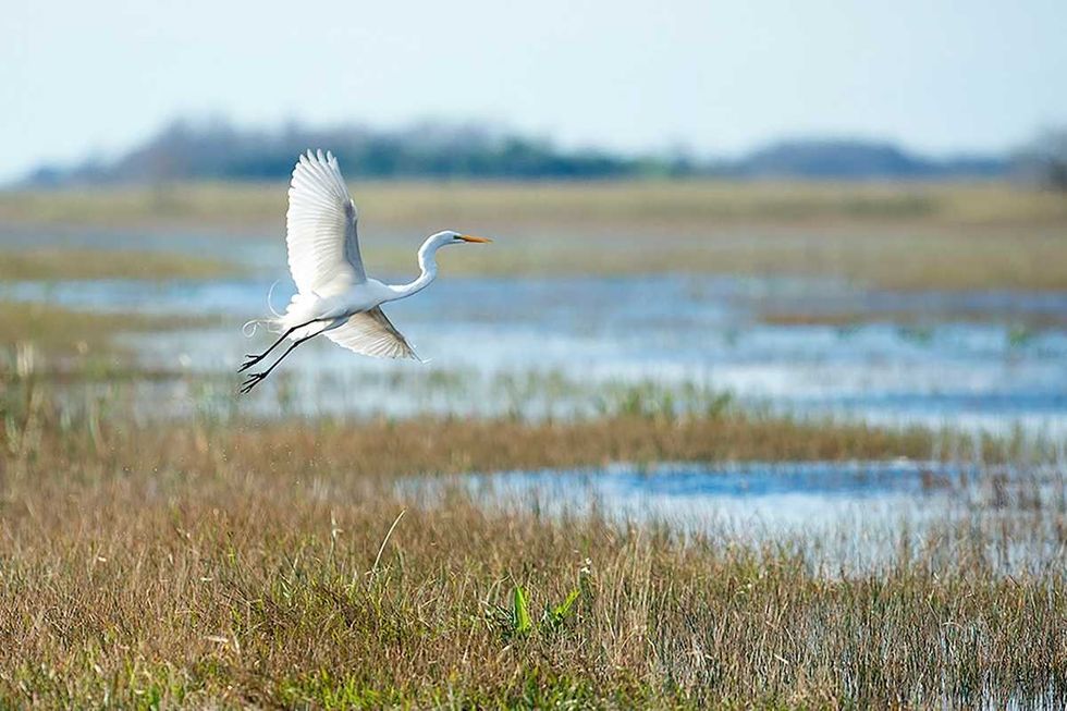 Can Florida’s ‘coastal corridor’ project safeguard wildlife and boost economy?