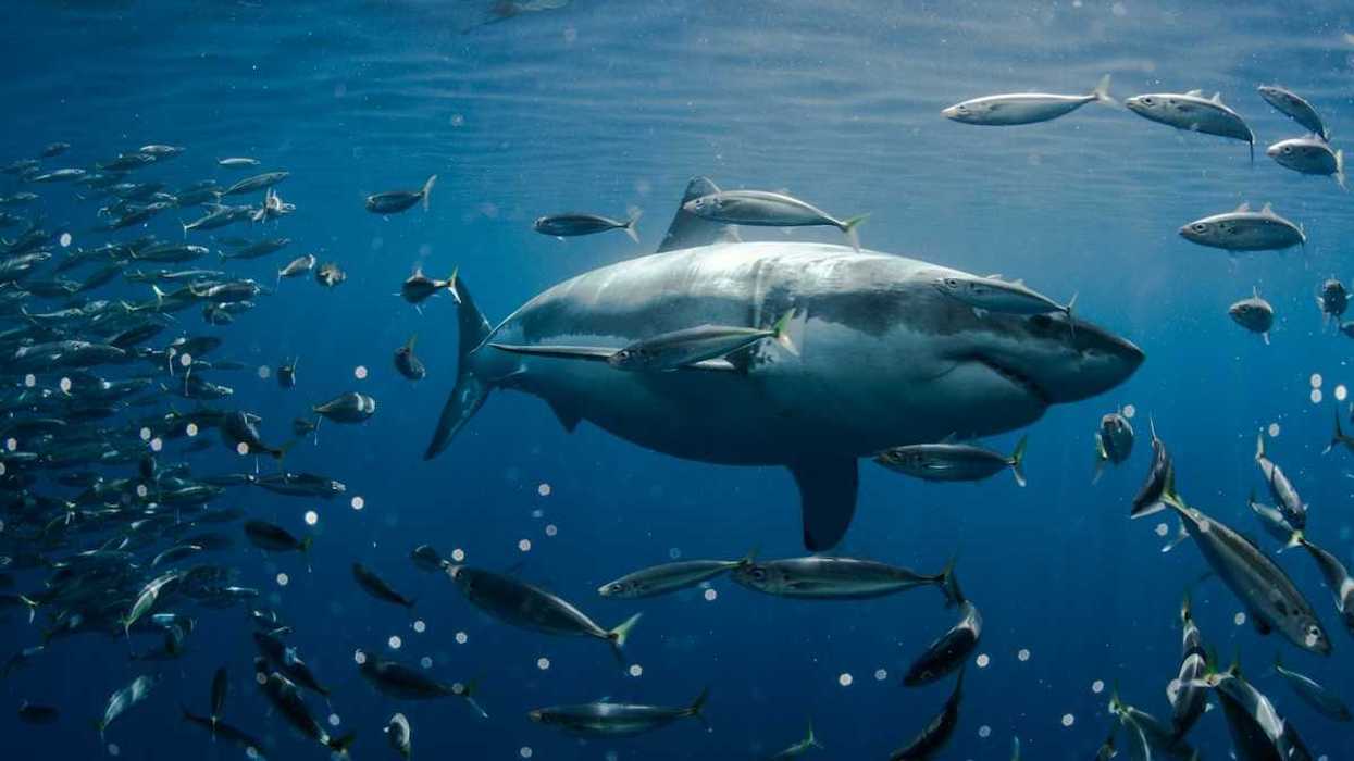 Great white shark at the center of a school of fish