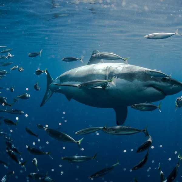 Great white shark at the center of a school of fish