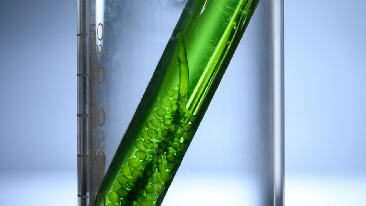 photo of To get ‘toxic stew’ out of state's lakes, legislators eye new ways to fund cyanobacteria mitigation image