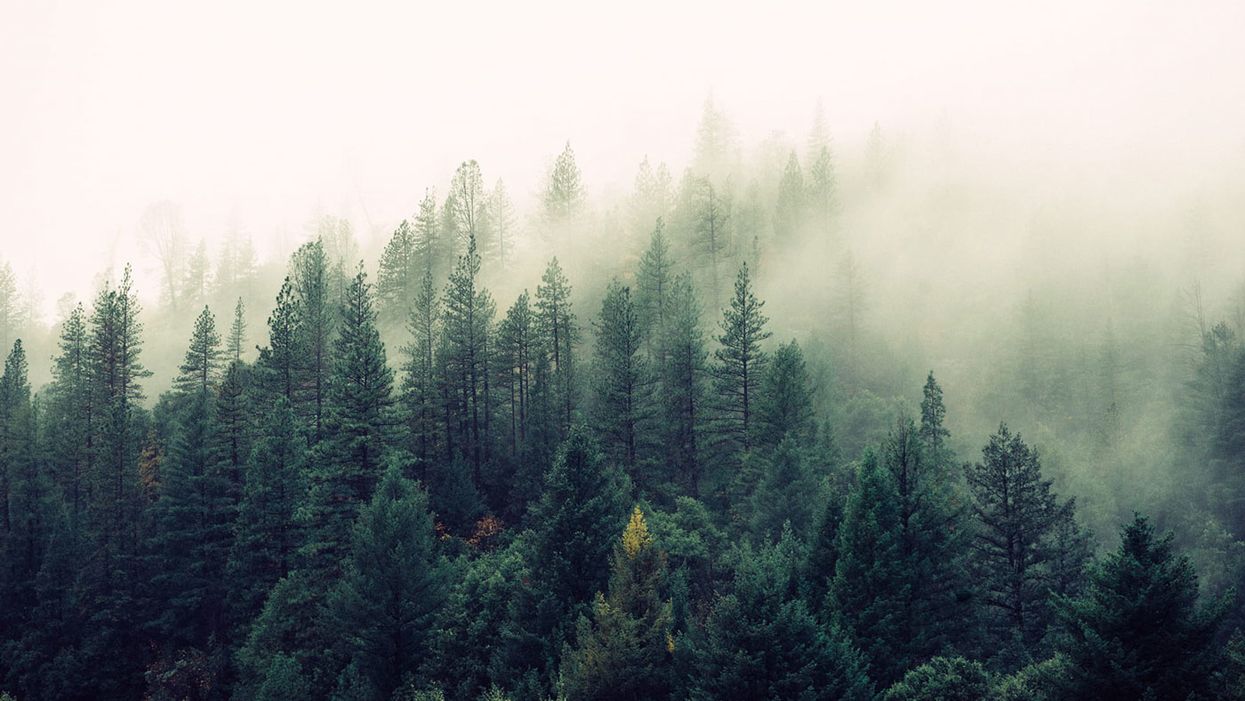 Green forest in the fog